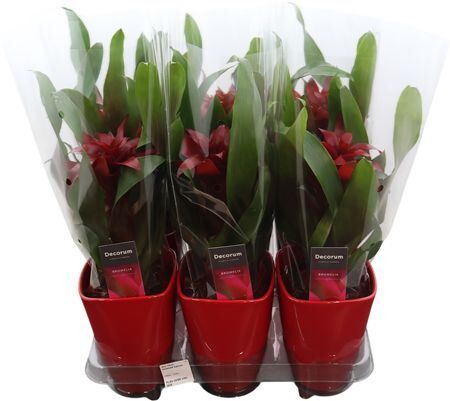 Guzm Salinas Squarrosa Keramiek