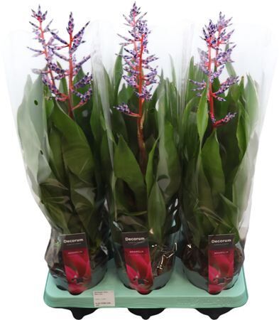 Aechmea Blue Rain (decorum)