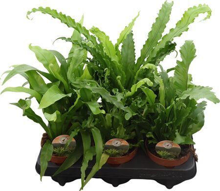 Asplenium Gemengd