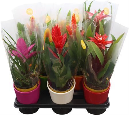 Brom Gemengd Adventure Coco + Deco