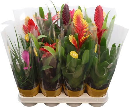 Brom Gemengd Adventure