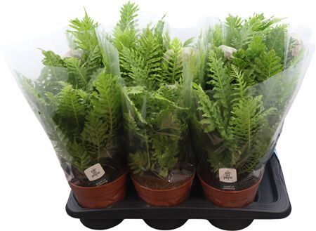 Blechnum Silver Lady