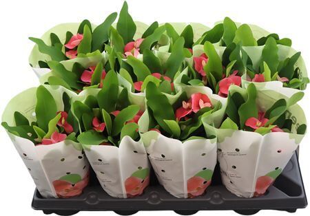 Euphorbia Milii Queen Charlotte