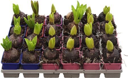 Hya A Gemengd 1pp 5kl