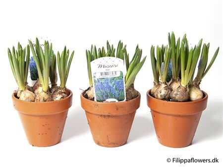 Muscari Arm Blue Magic Terracotta