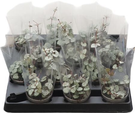 Ceropegia Woodii