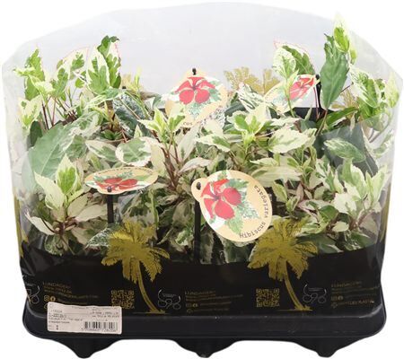 Hibiscus Rosa Sinensis Variegata