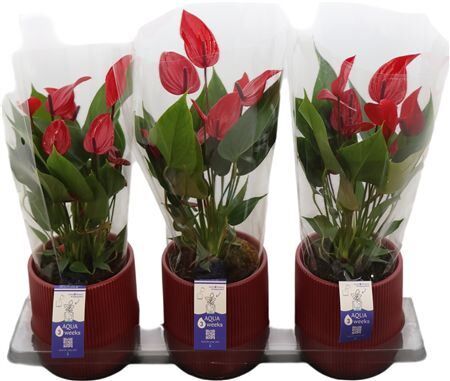 Anthu An Banderola Lava Keramiek Atlanta