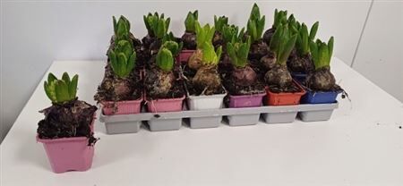 Hya A Gemengd 1pp 5kl