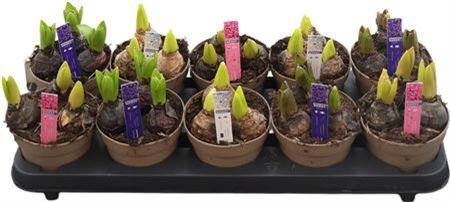 Hya A Gemengd 3pp 4kl