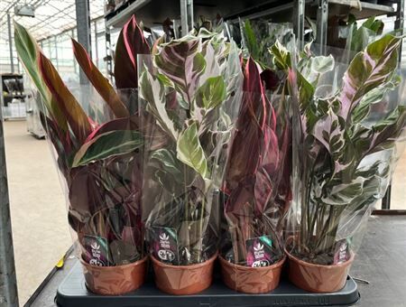 Calathea Gemengd Stella/triostar