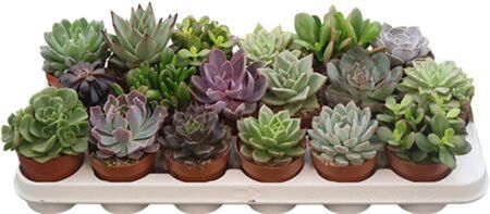 Succulenten Mix