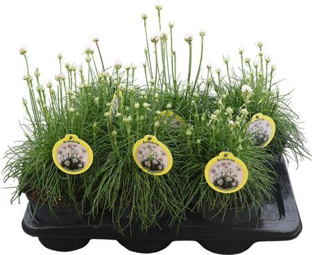 Armeria Armada White