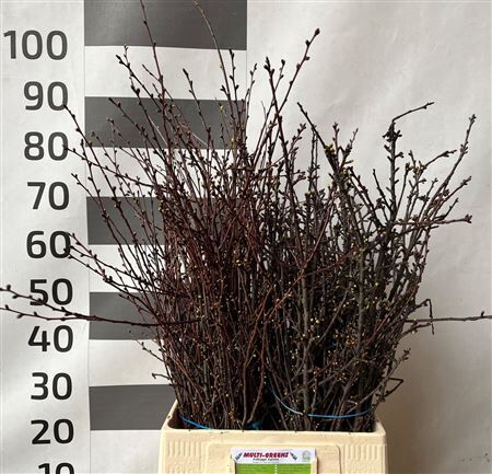 Kersenbloesem P Bunch