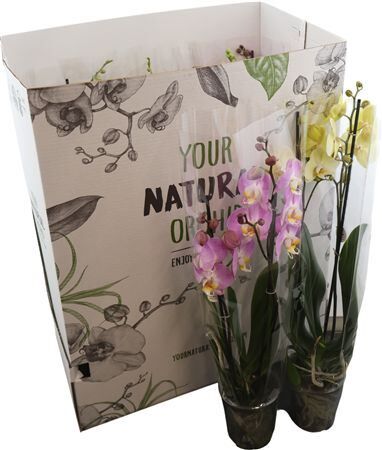 Phal Gemengd 2 Tak Your Natural Orchid