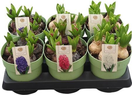 Hya A Gemengd 3kl 5pp Xl