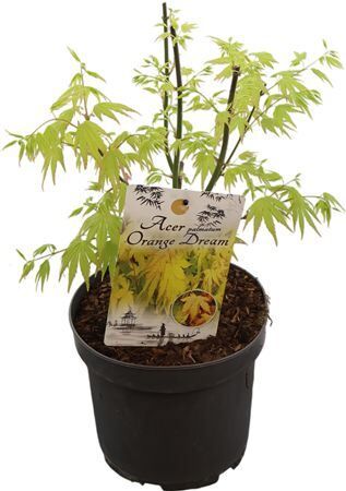 Acer Pa Orange Dream