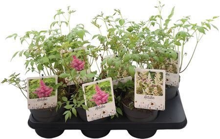 Astilbe Gemengd 2kl