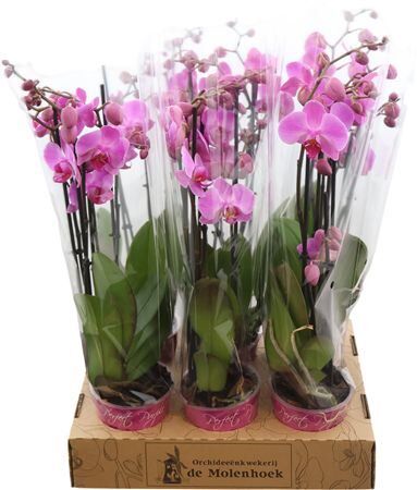 Phal An Pittsburgh 4 Tak