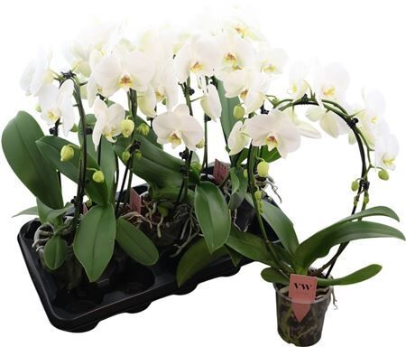 Phal Boog Wit Glasgow 2 Tak