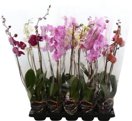 Phal Gemengd 2 Tak 5kl