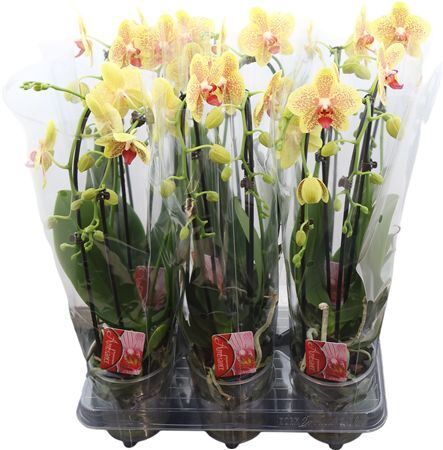 Phal Casc Yellow - Orange 2 Tak