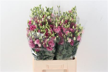 Eus G Rosita Rose Pink