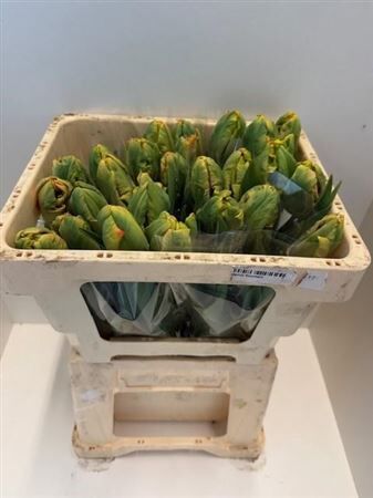 Tu Pa Professor Rontgen