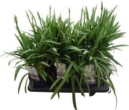 Agapanthus Amourette Blue 6+