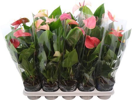 Anthu An Gemengd Allstar 5+