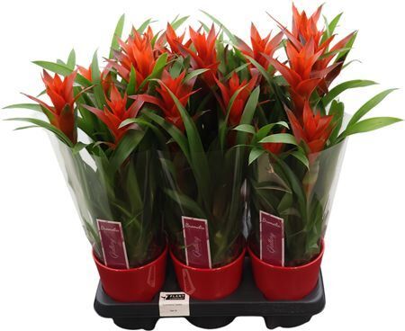 Guzm Ostara Keramiek Rood