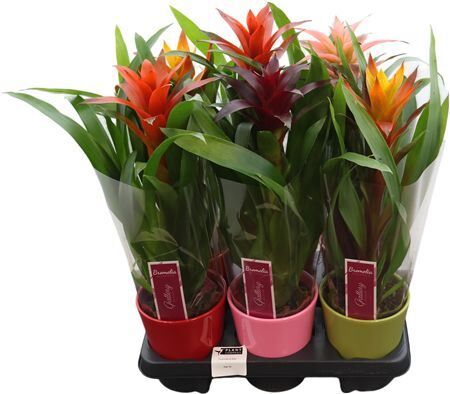 Guzm Gemengd Keramiek