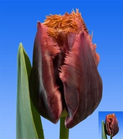 Tu Gefr Orange Brown