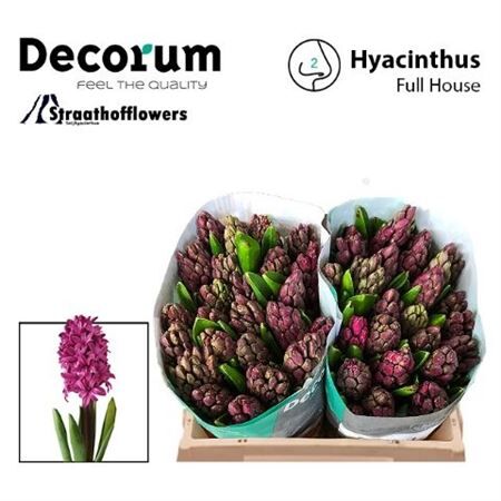 Hyac Full House New!!