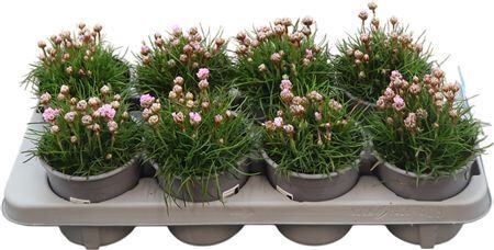 Armeria Maritima Hell Rosa Armeria Maritima