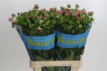 Ranunculus Butterfly Jupiter