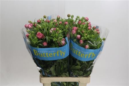 Ranunculus Butterfly Hera