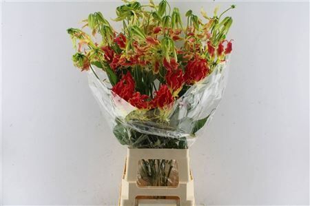 Gloriosa Southern Wind