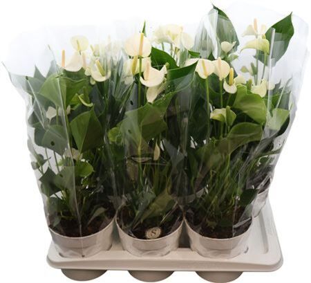 Anthu An White Champion