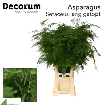 Asp Setaceus Lang Getopt