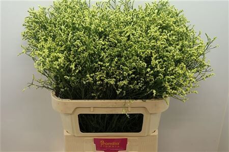 Lim Sin China Summer