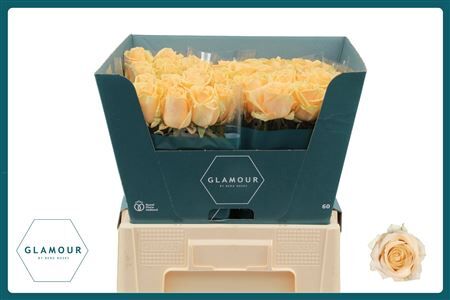 R Gr Avalanche Peach