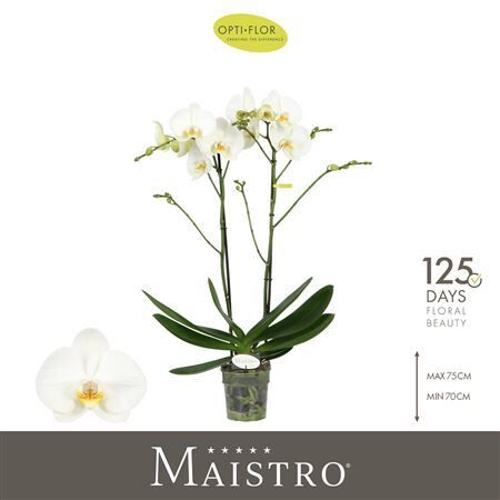 Phal Maistro Bach 2 Tak