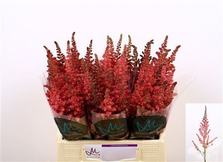 Astilbe C Vi Pink