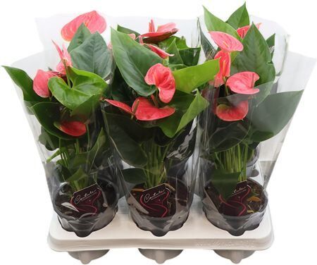 Anthu An Sweet Dream I