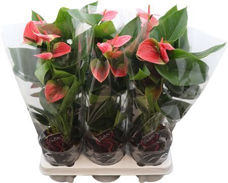 Anthu An Sweet Dream