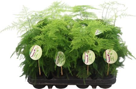 Asparagus Plumosus