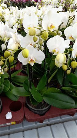 Phal Duo Flower Power 2-3 Tak