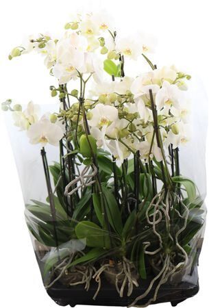 Phal Keekie White 2-3 Spike