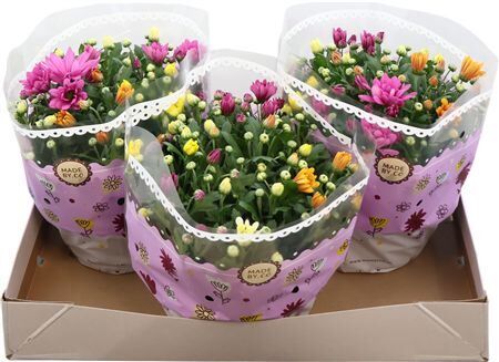 Chrys Gemengd Carnaval